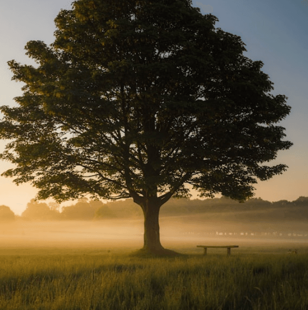 «Каждое дерево — живое». Интервью с волонтёром